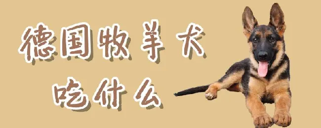 德国牧羊犬吃什么 | 宠物病虫害防治