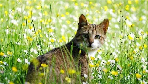 养猫的家庭不能种植什么植物？ | 宠物喂养知识