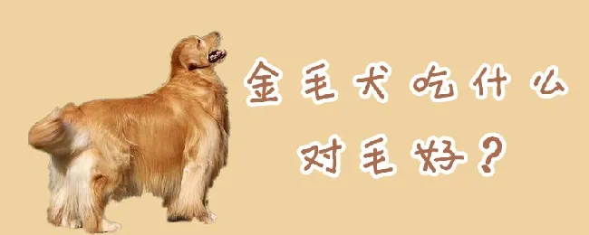 金毛犬吃什么对毛好 | 宠物病虫害防治