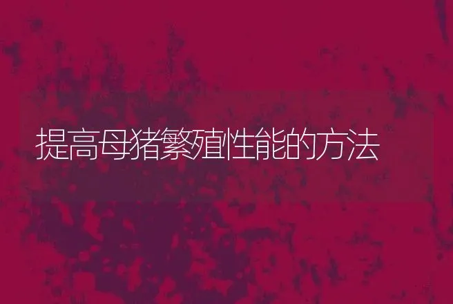 提高母猪繁殖性能的方法 | 动物养殖