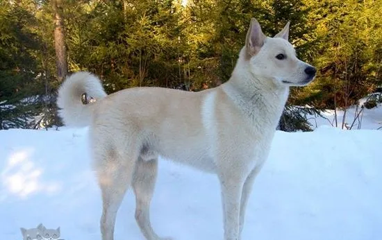 卡南犬吃什么对毛好 卡南犬毛发护理饮食介绍 | 宠物病虫害防治