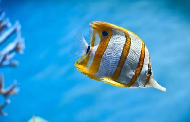 如何处理水族箱中的氨和亚硝酸盐 | 宠物喂养知识