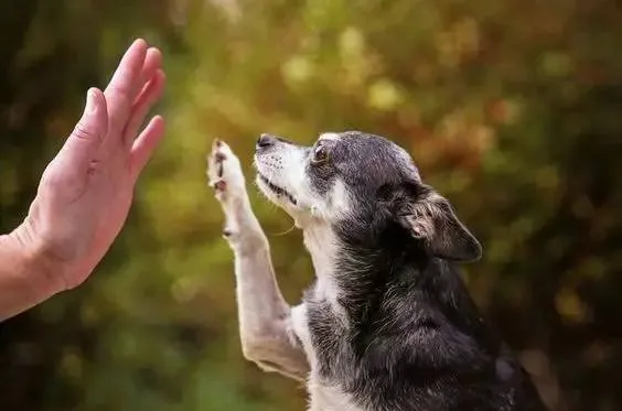 多大的狗算老年犬？有哪些生理迹象？ | 宠物狗饲养