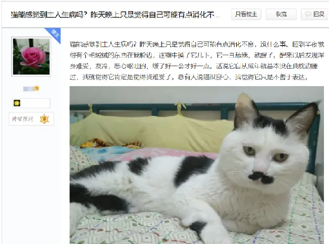 猫咪是不是有灵性？我生病了，猫就在身边安慰 | 宠物训练技巧