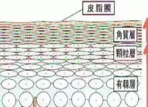 宠物秋冬黄金换毛期，毛发保养不容小觑 | 宠物狗饲养