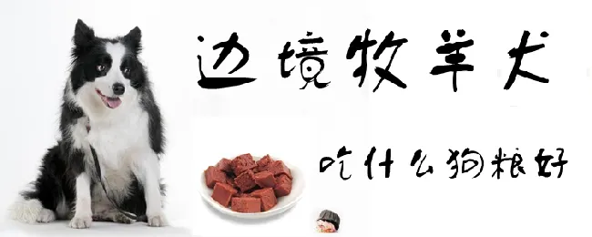 边境牧羊犬吃什么狗粮好 | 宠物病虫害防治