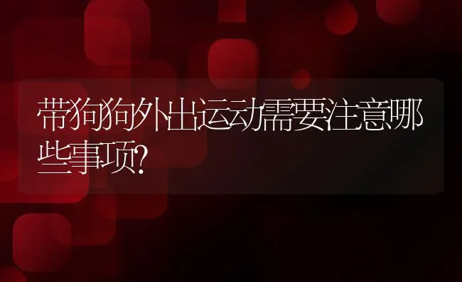 带狗狗外出运动需要注意哪些事项？ | 宠物猫