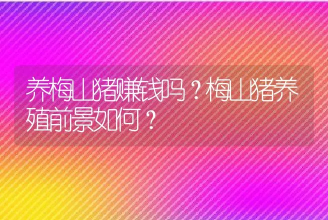 养梅山猪赚钱吗？梅山猪养殖前景如何？ | 养殖致富