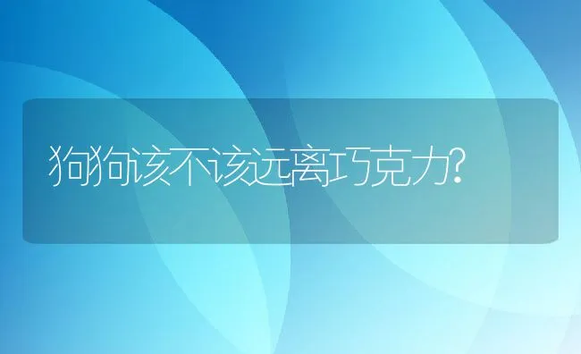 狗狗该不该远离巧克力? | 宠物猫