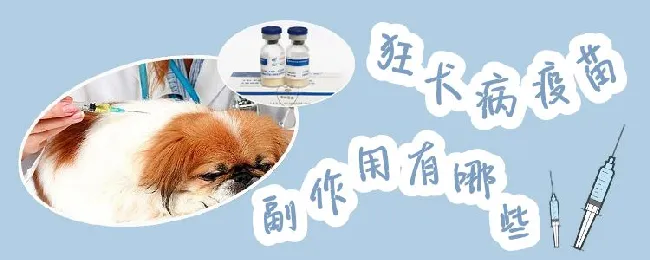 狂犬病疫苗副作用有哪些 | 宠物病虫害防治