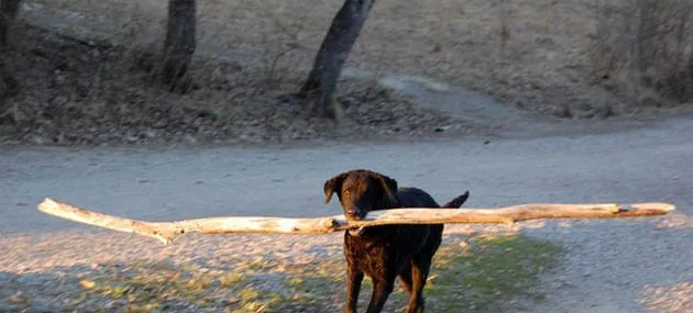 卷毛寻猎犬外形特征_性格特点_习性_饲养【图】 | 宠物狗饲养