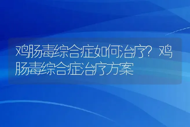 鸡肠毒综合症如何治疗？鸡肠毒综合症治疗方案 | 兽医知识大全