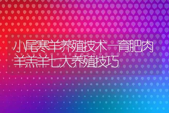 小尾寒羊养殖技术—育肥肉羊羔羊七大养殖技巧 | 家畜养殖