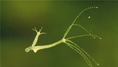 详解水草缸中常见的三种寄生虫 | 宠物病虫害防治