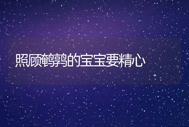 照顾鹌鹑的宝宝要精心 | 动物养殖