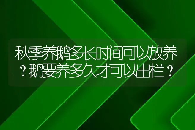 秋季养鹅多长时间可以放养？鹅要养多久才可以出栏？ | 家禽养殖