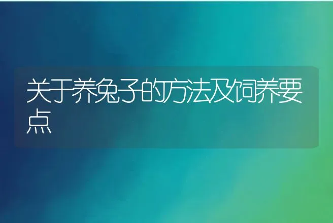 关于养兔子的方法及饲养要点 | 特种养殖