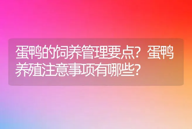 蛋鸭的饲养管理要点？蛋鸭养殖注意事项有哪些？ | 家禽养殖