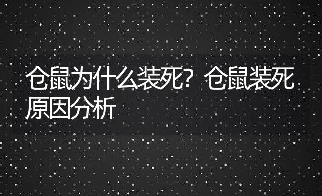 仓鼠为什么装死？仓鼠装死原因分析 | 宠物训练技巧