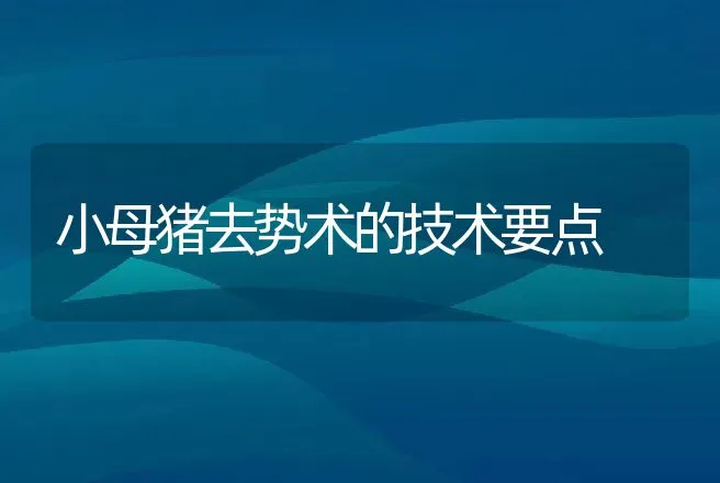 小母猪去势术的技术要点 | 动物养殖