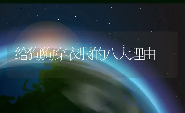 给狗狗穿衣服的八大理由 | 宠物猫