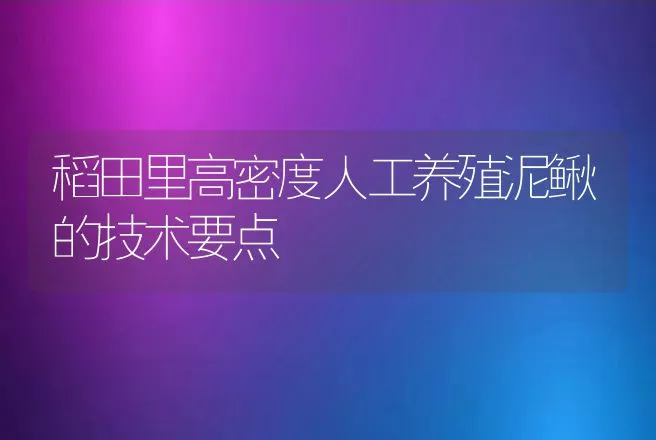 稻田里高密度人工养殖泥鳅的技术要点 | 水产知识