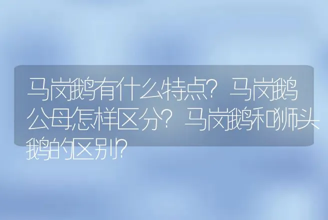 马岗鹅有什么特点？马岗鹅公母怎样区分？马岗鹅和狮头鹅的区别？ | 动物养殖