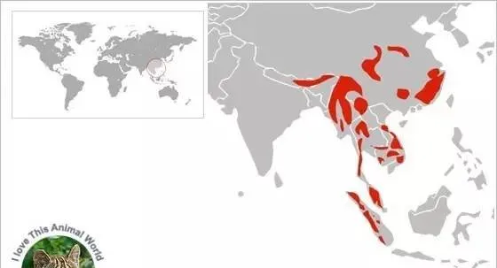 动物世界中鲜为人知的23种猫 | 宠物新闻资讯