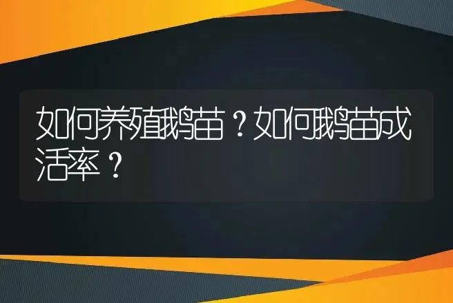 如何养殖鹅苗？如何鹅苗成活率？ | 家禽养殖