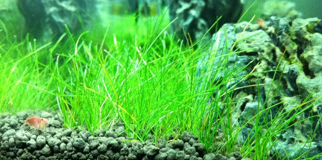 水族教学：水草的种植及管理 | 宠物鱼饲养