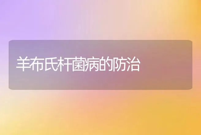 羊布氏杆菌病的防治 | 动物养殖