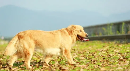 金毛好训练吗？训练金毛犬的七大原则 | 宠物狗训练技巧