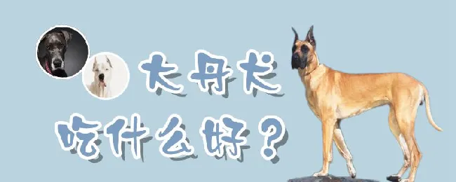 大丹犬吃什么好 | 宠物病虫害防治