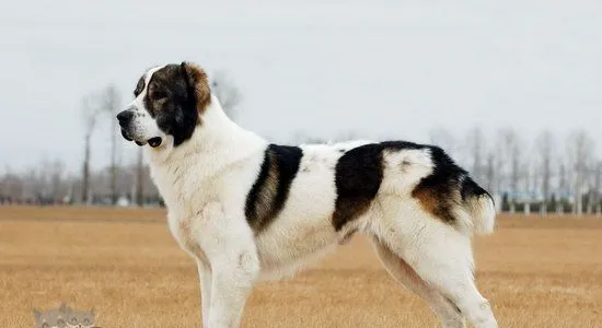 中亚牧羊犬怎么养 中亚牧羊犬饲养护理方法 | 宠物病虫害防治