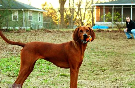 如何给红骨猎浣熊犬剪指甲 红骨猎浣熊犬剪指甲教程 | 宠物病虫害防治