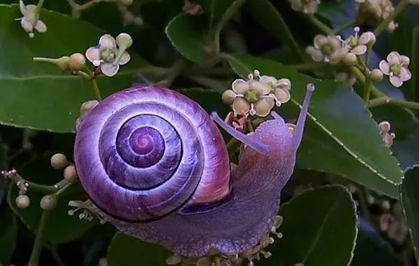 8种彩色的动物，颠覆人生观 | 另类宠物图片