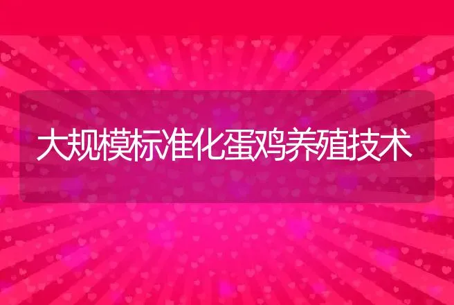 大规模标准化蛋鸡养殖技术 | 动物养殖