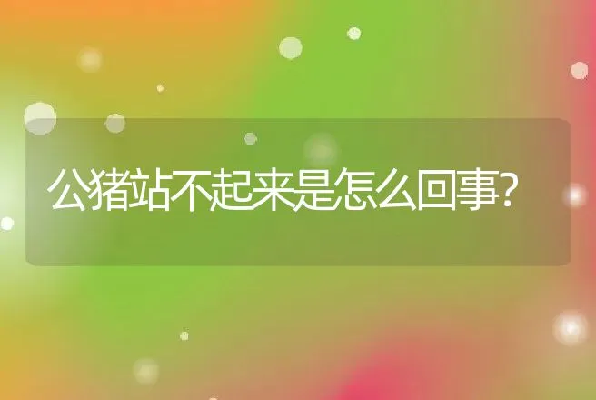 公猪站不起来是怎么回事？ | 兽医知识大全