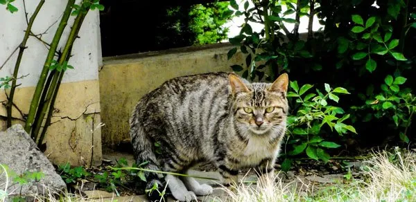 流浪在小区的猫 | 宠物猫图片