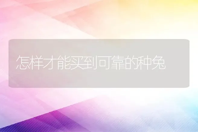 怎样才能买到可靠的种兔 | 动物养殖