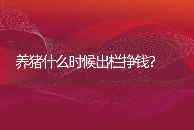 养猪什么时候出栏挣钱？ | 养殖致富