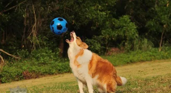 边境牧羊犬怎么洗澡 边牧洗澡流程 | 宠物病虫害防治