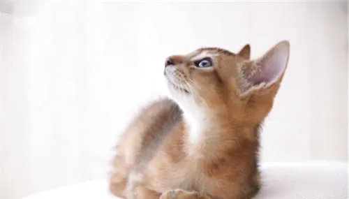 阿比西尼亚猫多少钱？ | 宠物病虫害防治
