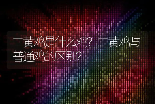 三黄鸡是什么鸡？三黄鸡与普通鸡的区别？ | 家禽养殖