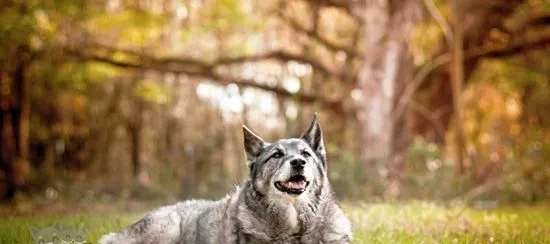 怎样喂养挪威猎鹿犬 科学喂养挪威猎鹿犬 | 宠物病虫害防治