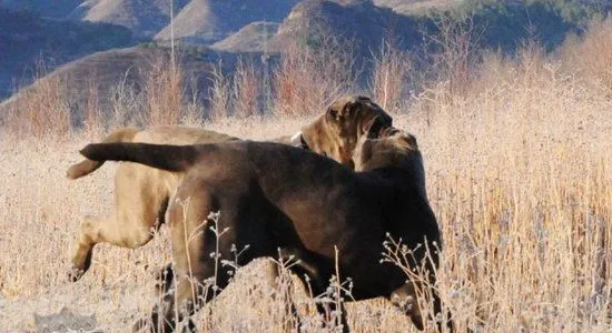 扭玻利顿犬怎么养 扭玻利顿犬饲养心得 | 宠物病虫害防治