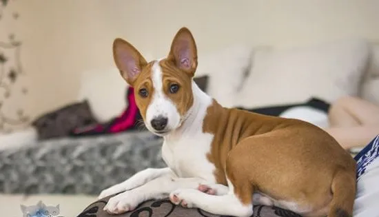 巴仙吉犬不能吃什么 八点巴仙吉犬不能吃的食物 | 宠物病虫害防治