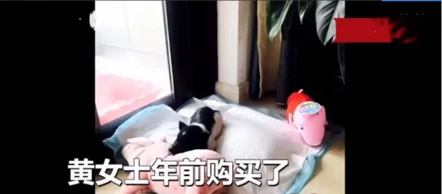 宠物小香猪变成大肥猪，饲主怀疑被骗 | 宠物新闻资讯