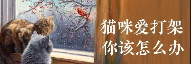 猫咪攻击行为最常见的一个原因（重定向攻击） | 宠物猫训练