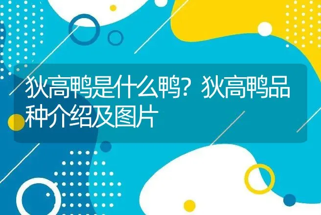 狄高鸭是什么鸭？狄高鸭品种介绍及图片 | 动物养殖